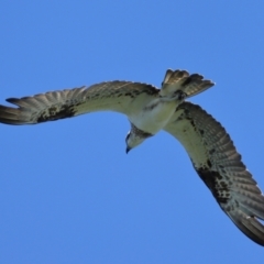 Pandion haliaetus at Cleveland, QLD - suppressed