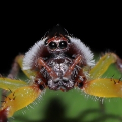 Mopsus mormon (Green Jumping Spider) at Brisbane City Botanic Gardens - 30 Mar 2024 by TimL