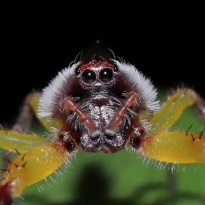 Mopsus mormon (Green Jumping Spider) at Brisbane City Botanic Gardens - 30 Mar 2024 by TimL
