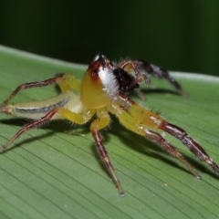 Mopsus mormon at Brisbane City Botanic Gardens - 30 Mar 2024 11:24 AM