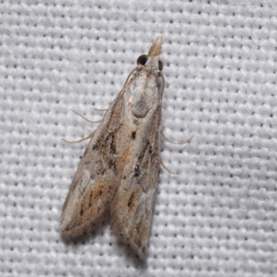 Nola paroxynta (Neat Tuft-moth) at Jerrabomberra, NSW - 30 Mar 2024 by DianneClarke