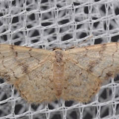 Idaea halmaea (Two-spotted Wave) at Jerrabomberra, NSW - 30 Mar 2024 by DianneClarke