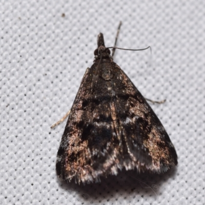 Heliothela (genus) (A Pyraloid moth (Heliotheliinae subf.)) at QPRC LGA - 30 Mar 2024 by DianneClarke