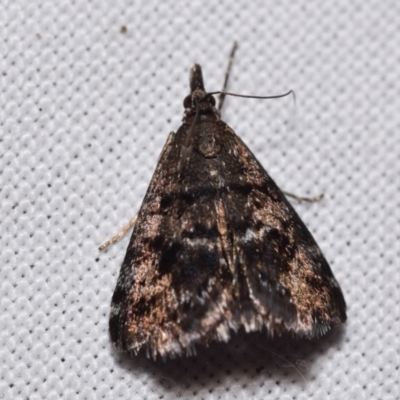 Heliothela (genus) (A P:yraloid moth (Heliotheliinae subf.)) at QPRC LGA - 30 Mar 2024 by DianneClarke