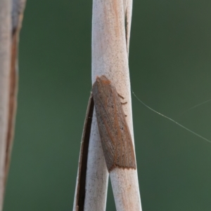 Paralaea porphyrinaria at Higgins Woodland - 30 Mar 2024