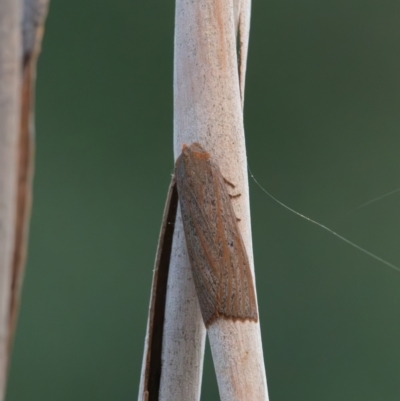 Paralaea porphyrinaria (Chestnut Vein Crest Moth) at Higgins, ACT - 30 Mar 2024 by Untidy