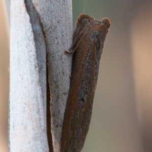 Paralaea porphyrinaria at Higgins Woodland - 30 Mar 2024