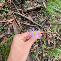 Brachyscome spathulata (Coarse Daisy, Spoon-leaved Daisy) at Tallaganda State Forest - 16 Feb 2024 by Tapirlord