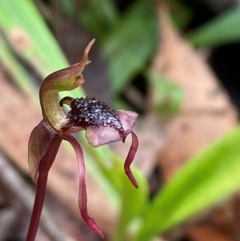 Chiloglottis reflexa (Short-clubbed Wasp Orchid) at Tallaganda State Forest - 16 Feb 2024 by Tapirlord