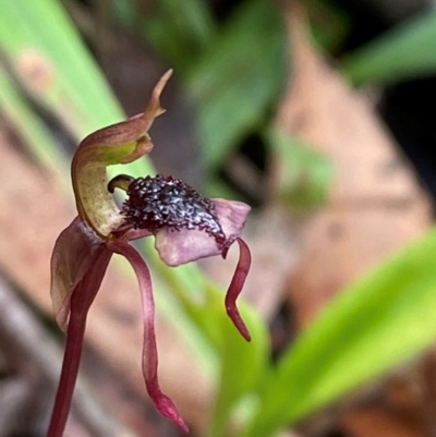 Chiloglottis reflexa (Short-clubbed Wasp Orchid) at Tallaganda State Forest - 16 Feb 2024 by Tapirlord