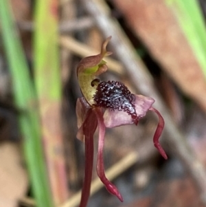 Chiloglottis reflexa at QPRC LGA - suppressed