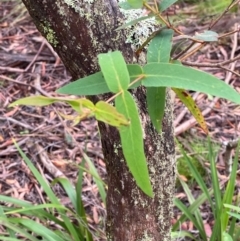 Eucalyptus nitens (Shining Gum) at Rossi, NSW - 16 Feb 2024 by Tapirlord