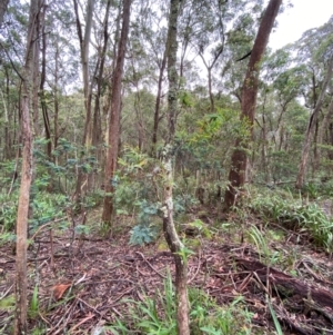 Eucalyptus nitens at suppressed - 16 Feb 2024