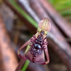 Chiloglottis reflexa (Short-clubbed Wasp Orchid) at Rossi, NSW - 16 Feb 2024 by Tapirlord