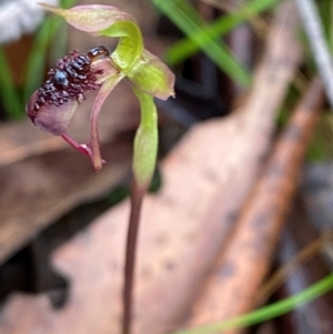 Chiloglottis reflexa at QPRC LGA - suppressed