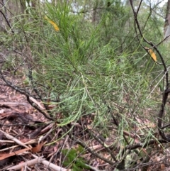 Exocarpos strictus (Dwarf Cherry) at Rossi, NSW - 16 Feb 2024 by Tapirlord