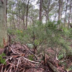 Exocarpos strictus at QPRC LGA - 16 Feb 2024