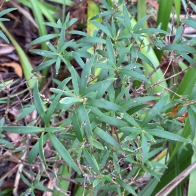 Leucopogon affinis (Lance Beard-heath) at Tallaganda State Forest - 16 Feb 2024 by Tapirlord