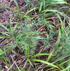 Leucopogon affinis at QPRC LGA - 16 Feb 2024