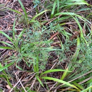 Leucopogon affinis at QPRC LGA - 16 Feb 2024