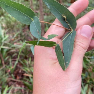 Eucalyptus nitens (Shining Gum) at QPRC LGA - 16 Feb 2024 by Tapirlord