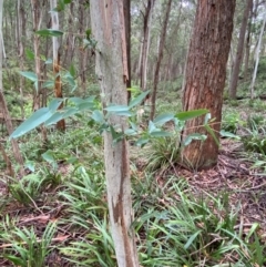 Eucalyptus nitens at suppressed - 16 Feb 2024