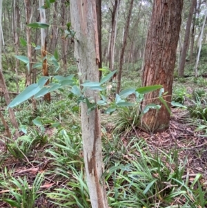 Eucalyptus nitens at suppressed - 16 Feb 2024