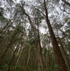 Eucalyptus nitens at suppressed - 16 Feb 2024