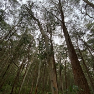 Eucalyptus nitens at suppressed - 16 Feb 2024