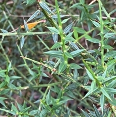 Daviesia ulicifolia subsp. ruscifolia (Broad-leaved Gorse Bitter Pea) at Tallaganda State Forest - 16 Feb 2024 by Tapirlord