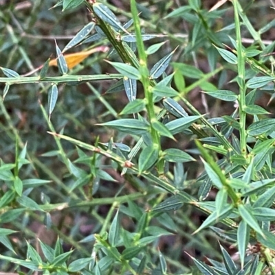 Daviesia ulicifolia subsp. ruscifolia (Broad-leaved Gorse Bitter Pea) at QPRC LGA - 16 Feb 2024 by Tapirlord