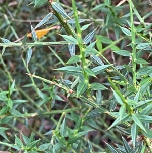 Daviesia ulicifolia subsp. ruscifolia at QPRC LGA - 16 Feb 2024