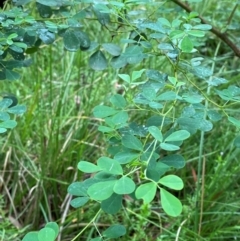 Goodia lotifolia (Golden Tip) at Tallaganda State Forest - 16 Feb 2024 by Tapirlord