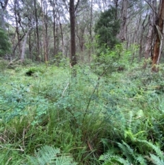 Goodia lotifolia at QPRC LGA - 16 Feb 2024