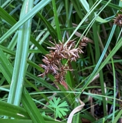 Cyperus lucidus (Leafy Flat Sedge) at QPRC LGA - 16 Feb 2024 by Tapirlord