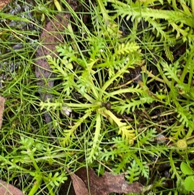 Cotula alpina (Alpine Cotula) at Tallaganda State Forest - 16 Feb 2024 by Tapirlord