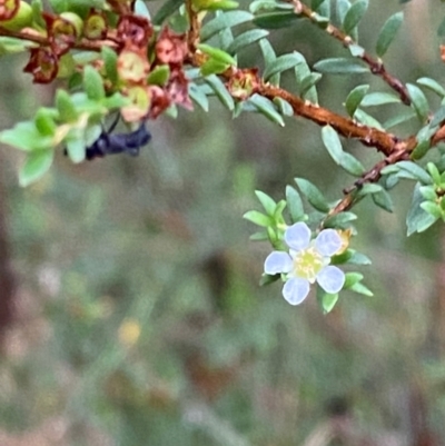 Baeckea utilis (Mountain Baeckea) at Tallaganda State Forest - 16 Feb 2024 by Tapirlord