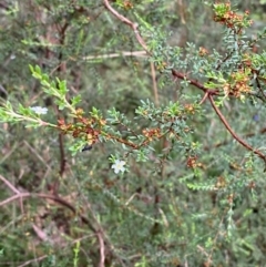 Baeckea utilis at QPRC LGA - 16 Feb 2024 02:30 PM