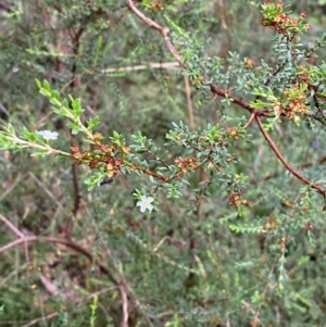 Baeckea utilis at QPRC LGA - 16 Feb 2024 02:30 PM