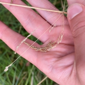 Poa helmsii at QPRC LGA - 16 Feb 2024