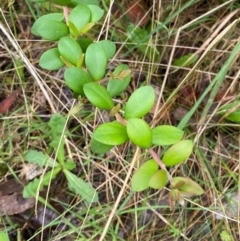 Persoonia asperula (Geebung) at QPRC LGA - 16 Feb 2024 by Tapirlord