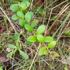 Persoonia asperula (Geebung) at Tallaganda State Forest - 16 Feb 2024 by Tapirlord