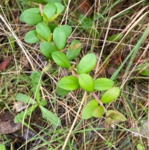 Persoonia asperula at QPRC LGA - 16 Feb 2024