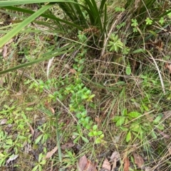 Persoonia asperula at QPRC LGA - 16 Feb 2024