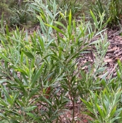 Acacia melanoxylon (Blackwood) at Tallaganda State Forest - 16 Feb 2024 by Tapirlord