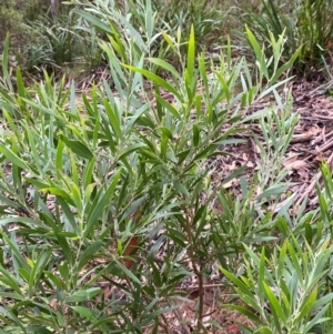 Acacia melanoxylon at QPRC LGA - 16 Feb 2024