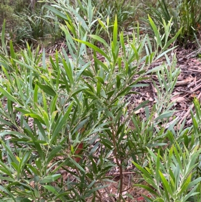 Acacia melanoxylon (Blackwood) at Rossi, NSW - 16 Feb 2024 by Tapirlord
