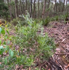 Acacia melanoxylon at QPRC LGA - 16 Feb 2024