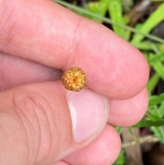 Coronidium monticola (Mountain Button Everlasting) at Tallaganda State Forest - 16 Feb 2024 by Tapirlord