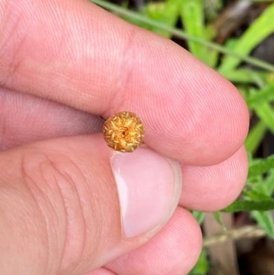 Coronidium monticola (Mountain Button Everlasting) at Tallaganda State Forest - 16 Feb 2024 by Tapirlord